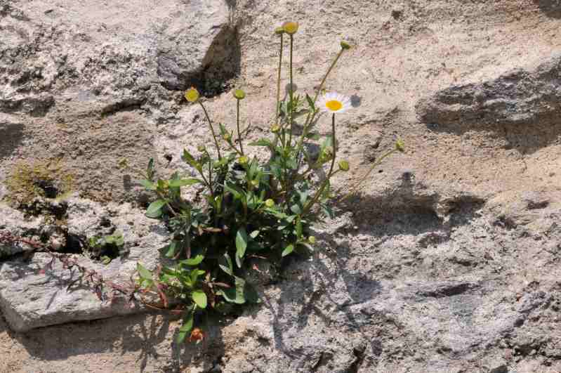 Piantina su muro - Leucanthemum cfr. heterophyllum